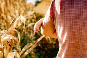 A cute baby hand draped over daddy's elbow in a medium close up shot of only backs and arms while daddy walks baby through golden leaves of a corn maze.